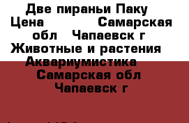 Две пираньи Паку › Цена ­ 1 000 - Самарская обл., Чапаевск г. Животные и растения » Аквариумистика   . Самарская обл.,Чапаевск г.